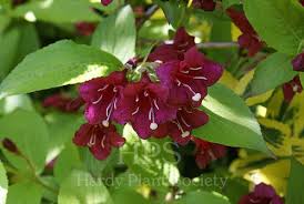 Attēlu rezultāti vaicājumam “Weigela praecox”