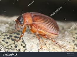 Attēlu rezultāti vaicājumam “Serica brunnea”