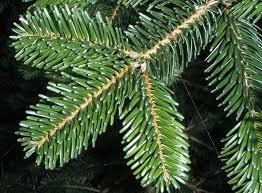 Attēlu rezultāti vaicājumam “Abies”