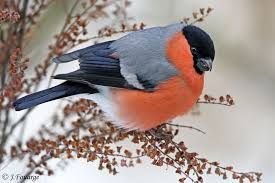 Attēlu rezultāti vaicājumam “Pyrrhula pyrrhula male”