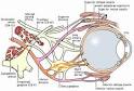 the <b>oculomotor nerve</b>.