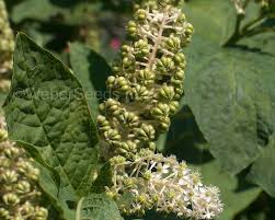 Attēlu rezultāti vaicājumam “Phytolacca acinosa leaf”
