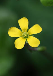 Attēlu rezultāti vaicājumam “Oxalis corniculata fruit”