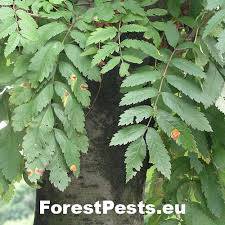 Attēlu rezultāti vaicājumam “Gymnosporangium cornutum”