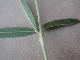 Attēlu rezultāti vaicājumam “Trifolium alpestre leaf”