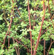 Attēlu rezultāti vaicājumam “Cornus sericea”