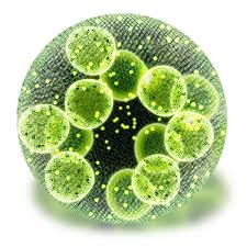 Attēlu rezultāti vaicājumam “Chaenotheca chlorella”