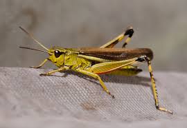 Attēlu rezultāti vaicājumam “Stethophyma grossum”