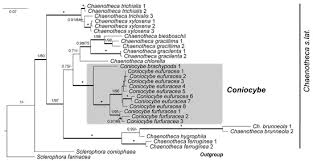 Attēlu rezultāti vaicājumam “Sclerophora coniophaea”