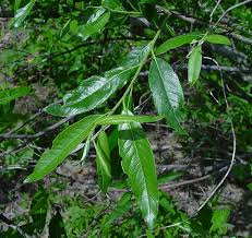 Attēlu rezultāti vaicājumam “Salix alba var. sericea”