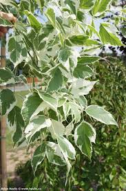 Attēlu rezultāti vaicājumam “Acer negundo leaf”