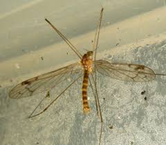 Attēlu rezultāti vaicājumam “Limoniidae”