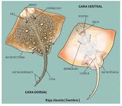 Image result for Raja straeleni