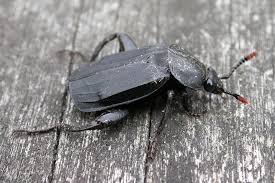 Attēlu rezultāti vaicājumam “Necrodes littoralis”