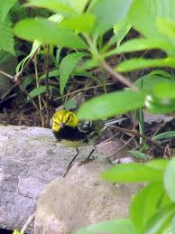 Image result for Dendroica castanea