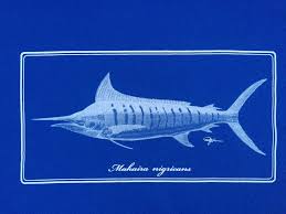 Image result for Makaira nigricans