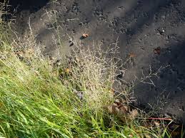 Attēlu rezultāti vaicājumam “Puccinellia distans”