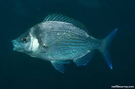 Image result for Spondyliosoma cantharus