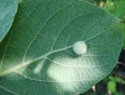 Attēlu rezultāti vaicājumam “Euura pedunculi”