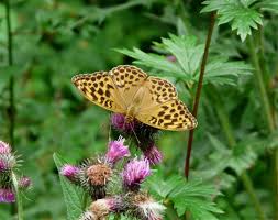 Attēlu rezultāti vaicājumam “Argynnis laodice female”