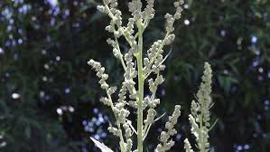 Attēlu rezultāti vaicājumam “Chenopodium album flower”