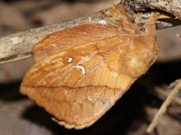 Attēlu rezultāti vaicājumam “Euthrix potatoria imago”