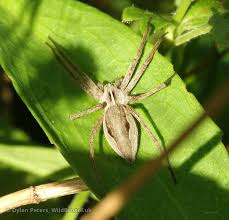 Attēlu rezultāti vaicājumam “Pisaura mirabilis female”