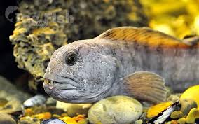 Image result for Anarhichas denticulatus