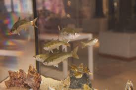 Image result for Chelon richardsonii