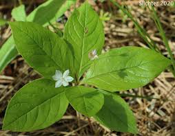 Attēlu rezultāti vaicājumam “Trientalis europaea leaf”