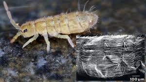 Attēlu rezultāti vaicājumam “Heteromurus nitidus”