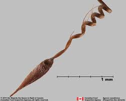 Attēlu rezultāti vaicājumam “Erodium cicutarium fruit”