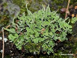 Attēlu rezultāti vaicājumam “Cladonia ochrochlora”