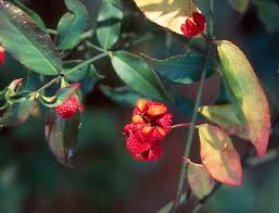 Attēlu rezultāti vaicājumam “Euonymus verrucosus fruit”