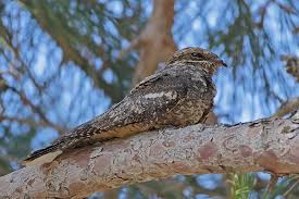 Attēlu rezultāti vaicājumam “Caprimulgus europaeus”