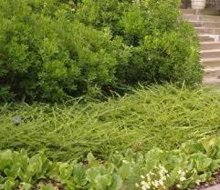 Attēlu rezultāti vaicājumam “Lonicera”