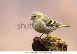 Attēlu rezultāti vaicājumam “Carduelis spinus female”