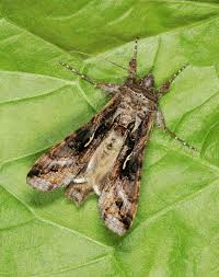 Attēlu rezultāti vaicājumam “Autographa gamma”