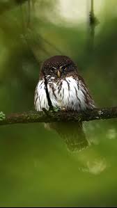 Attēlu rezultāti vaicājumam “Glaucidium passerinum adult”