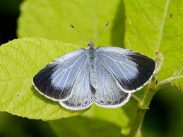 Attēlu rezultāti vaicājumam “Celastrina argiolus female”