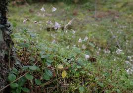 Attēlu rezultāti vaicājumam “Linnaea borealis”