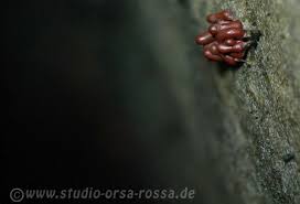 Attēlu rezultāti vaicājumam “Arcyria stipata macro”