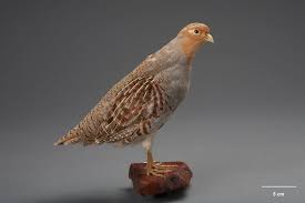 Attēlu rezultāti vaicājumam “Perdix perdix”