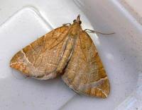 Attēlu rezultāti vaicājumam “Eulithis testata”