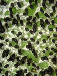 Attēlu rezultāti vaicājumam “Diachea leucopodia”