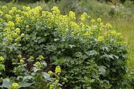 Attēlu rezultāti vaicājumam “Brassica napus flower”