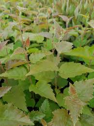 Attēlu rezultāti vaicājumam “Betula papyrifera leaf”