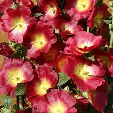 Image result for Alcea rosea `Appleblossom`