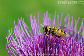 Attēlu rezultāti vaicājumam “Helophilus pendulus”