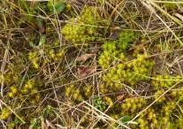 Attēlu rezultāti vaicājumam “Syntrichia ruralis var. ruralis sporophyte”